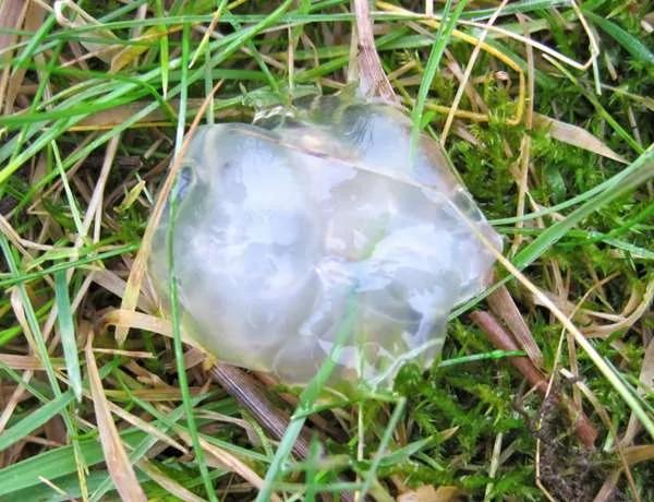 科學家無法解釋的「8種謎團」 最後一個太可怕了！
