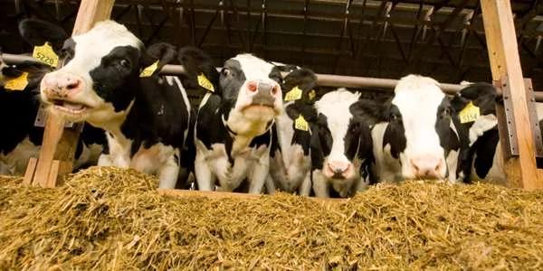 比爾蓋茲打算培育產量「增4倍」的「超級乳牛」 科學家卻憂心忡忡！