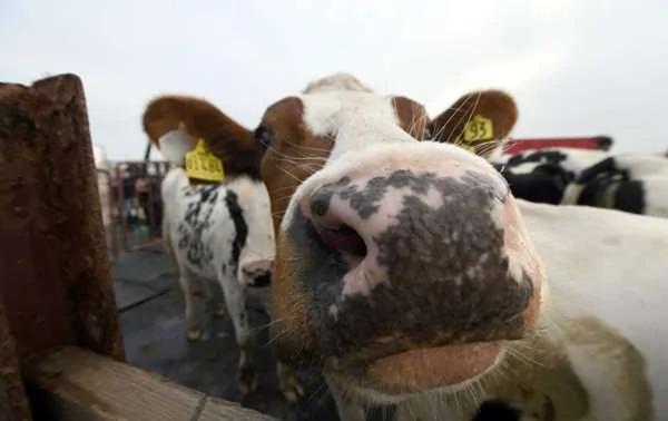 比爾蓋茲打算培育產量「增4倍」的「超級乳牛」 科學家卻憂心忡忡！