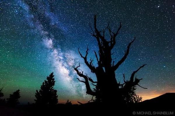 世界上最老的樹木「Methuselah」美到令人驚嘆! 6 世界上最老的樹木「Methuselah」美到令人驚嘆!