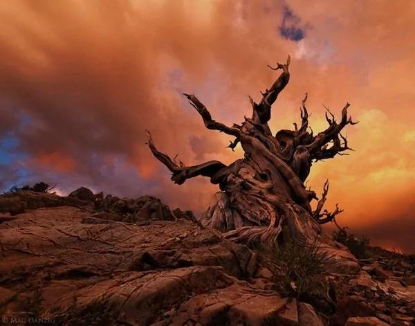 世界上最老的樹木「Methuselah」美到令人驚嘆! 4 世界上最老的樹木「Methuselah」美到令人驚嘆!