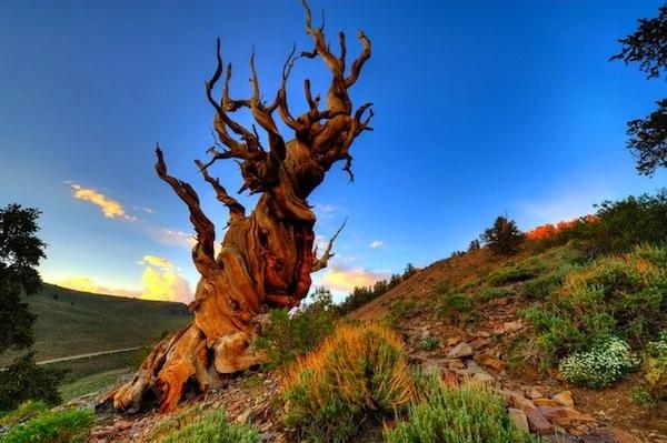 世界上最老的樹木「Methuselah」美到令人驚嘆! 2 世界上最老的樹木「Methuselah」美到令人驚嘆!