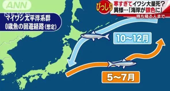 要出大事?日本海岸突現大量沙丁魚屍體 2 要出大事?日本海岸突現大量沙丁魚屍體
