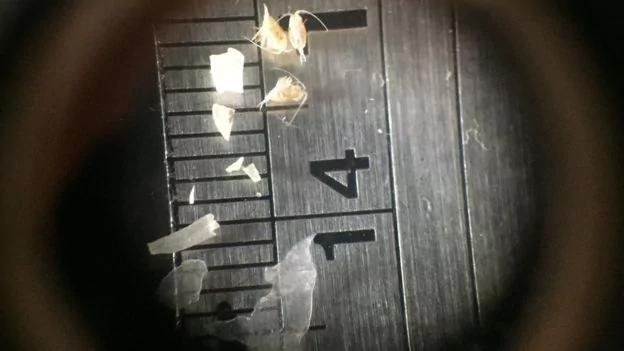 慘了！塑料污染進入食物鏈 人類自食其果