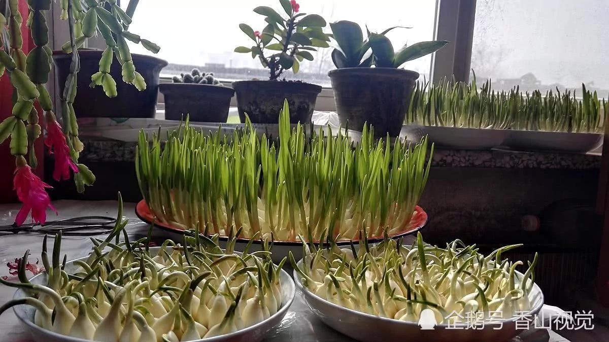 母親給女兒做的這盤菜 花了一個月的時間 4 母親給女兒做的這盤菜 花了一個月的時間