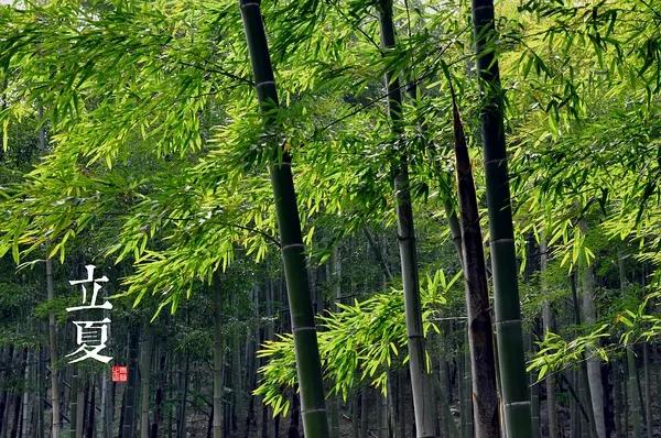 中國古典藝術風 24節氣攝影