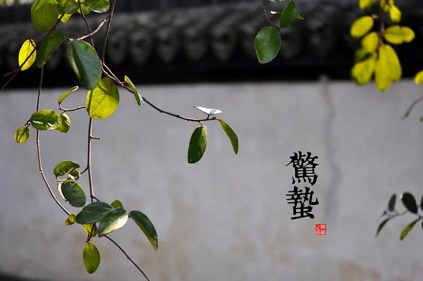 中國古典藝術風 24節氣攝影