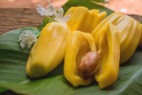 免除饑荒之苦?「神奇」水果像豬肉口味 4 免除饑荒之苦?「神奇」水果像豬肉口味