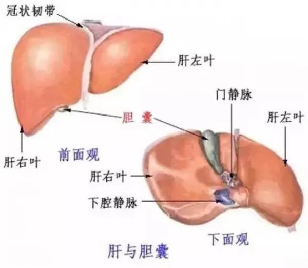 為什麼「肝癌」一發現就是晚期?如果有「這3種癥狀」 就一定要注意了! 2 為什麼「肝癌」一發現就是晚期?如果有「這3種癥狀」 就一定要注意了!