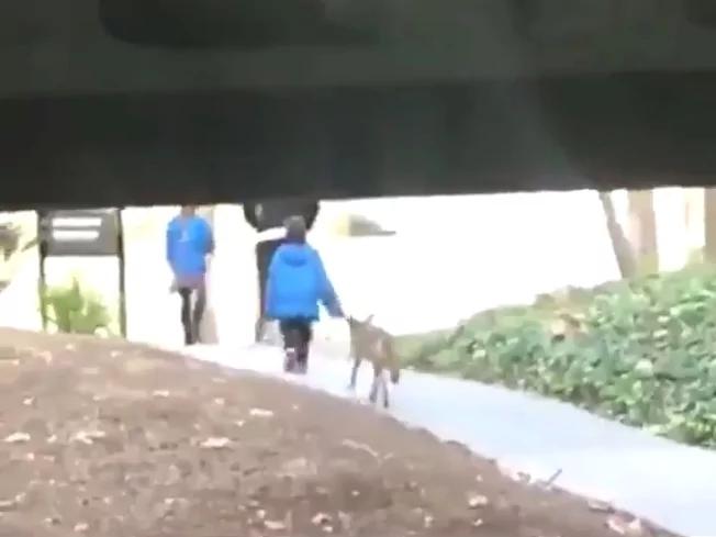 洛杉磯校園驚現土狼 尾隨撲咬男童 2 洛杉磯校園驚現土狼 尾隨撲咬男童