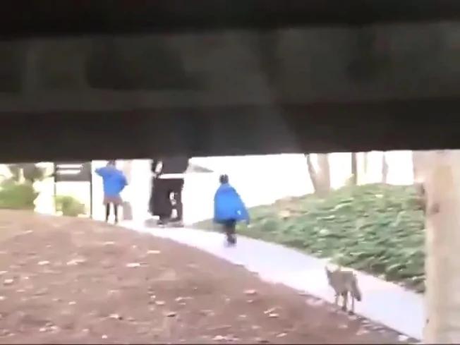 洛杉磯校園驚現土狼 尾隨撲咬男童 3 洛杉磯校園驚現土狼 尾隨撲咬男童