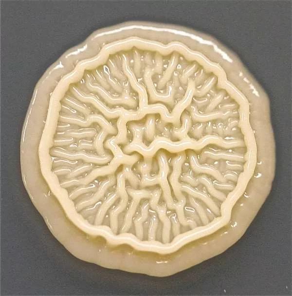 「洗手」多重要?媽媽讓剛回家的兒子把手印在「培養皿」上 一個禮拜後細菌的蔓延... 5 「洗手」多重要?媽媽讓剛回家的兒子把手印在「培養皿」上 一個禮拜後細菌的蔓延...