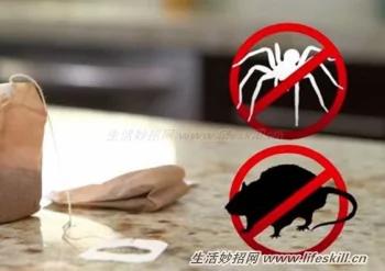 泡過的茶包妙用多
