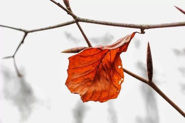 葉子的離去 是風的追求還是樹的不挽留(受益終生)