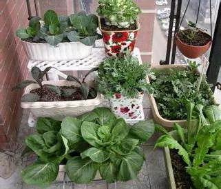 高手支招:1米菜園 用陽台就能種出夠全家吃的菜! 13 高手支招:1米菜園 用陽台就能種出夠全家吃的菜!