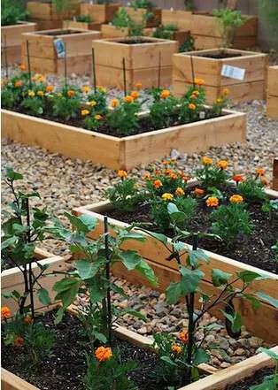 高手支招:1米菜園 用陽台就能種出夠全家吃的菜! 12 高手支招:1米菜園 用陽台就能種出夠全家吃的菜!