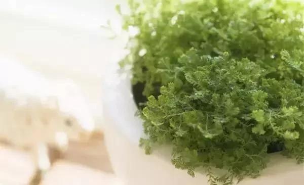 一分鐘教你自製花肥 比花錢買的效果都好 2 一分鐘教你自製花肥 比花錢買的效果都好