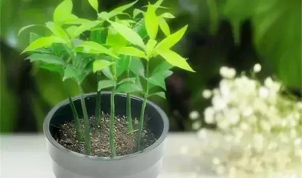 一分鐘教你自製花肥 比花錢買的效果都好 6 一分鐘教你自製花肥 比花錢買的效果都好