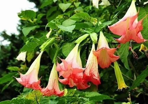 養花這麼些年 今天才知道這些花都有毒 2 養花這麼些年 今天才知道這些花都有毒