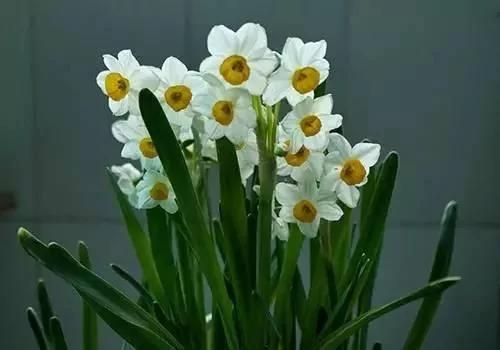 養花這麼些年 今天才知道這些花都有毒 3 養花這麼些年 今天才知道這些花都有毒