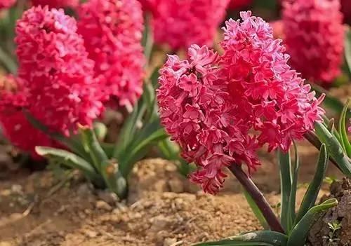 養花這麼些年 今天才知道這些花都有毒 5 養花這麼些年 今天才知道這些花都有毒
