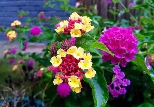 養花這麼些年 今天才知道這些花都有毒 7 養花這麼些年 今天才知道這些花都有毒