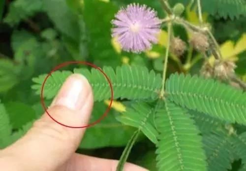 養花這麼些年 今天才知道這些花都有毒 8 養花這麼些年 今天才知道這些花都有毒