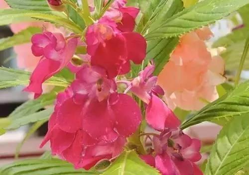 養花這麼些年 今天才知道這些花都有毒 9 養花這麼些年 今天才知道這些花都有毒