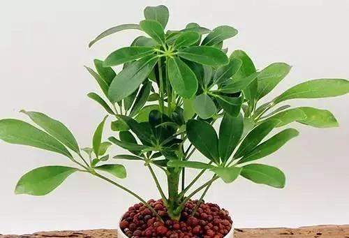 養花這麼些年 今天才知道這些花都有毒 12 養花這麼些年 今天才知道這些花都有毒