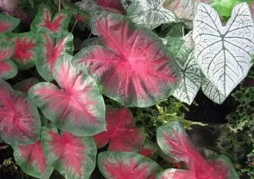 養花這麼些年 今天才知道這些花都有毒 15 養花這麼些年 今天才知道這些花都有毒