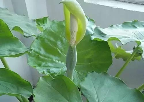 養花這麼些年 今天才知道這些花都有毒 14 養花這麼些年 今天才知道這些花都有毒