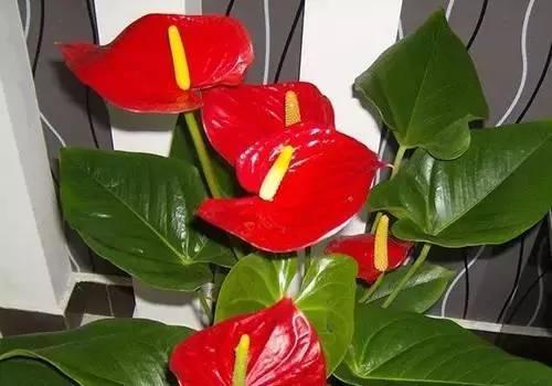 養花這麼些年 今天才知道這些花都有毒 16 養花這麼些年 今天才知道這些花都有毒