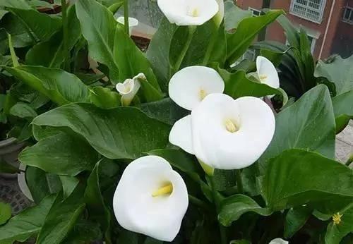 養花這麼些年 今天才知道這些花都有毒 17 養花這麼些年 今天才知道這些花都有毒