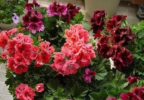 養花這麼些年 今天才知道這些花都有毒 18 養花這麼些年 今天才知道這些花都有毒