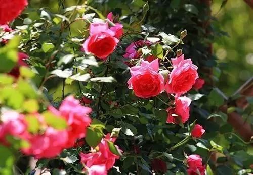 養花這麼些年 今天才知道這些花都有毒 19 養花這麼些年 今天才知道這些花都有毒