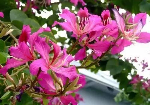 養花這麼些年 今天才知道這些花都有毒 20 養花這麼些年 今天才知道這些花都有毒