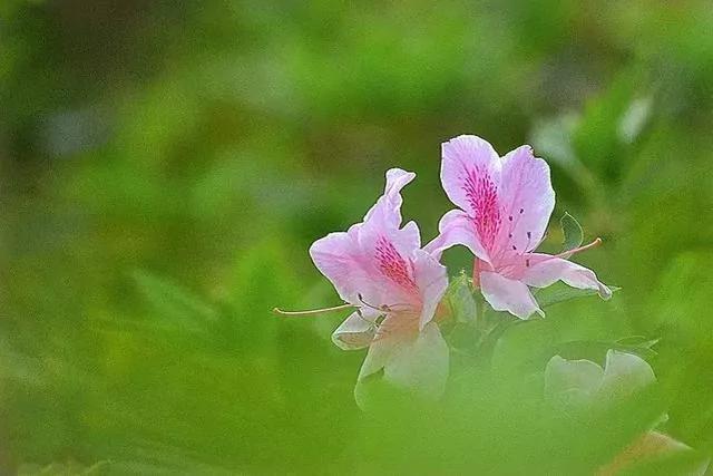 世上有一種花鳥知己，叫杜鵑 圖集