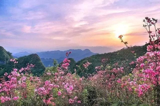 世上有一種花鳥知己，叫杜鵑 圖集