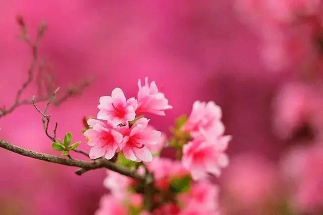世上有一種花鳥知己，叫杜鵑 圖集