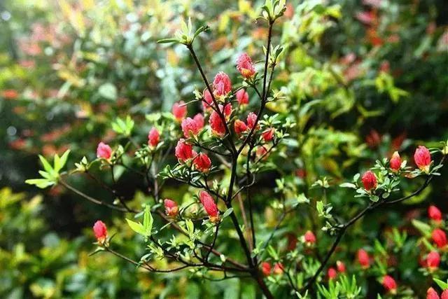 世上有一種花鳥知己，叫杜鵑 圖集
