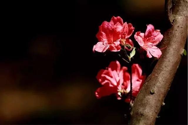 世上有一種花鳥知己，叫杜鵑 圖集