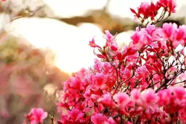 世上有一種花鳥知己，叫杜鵑 圖集