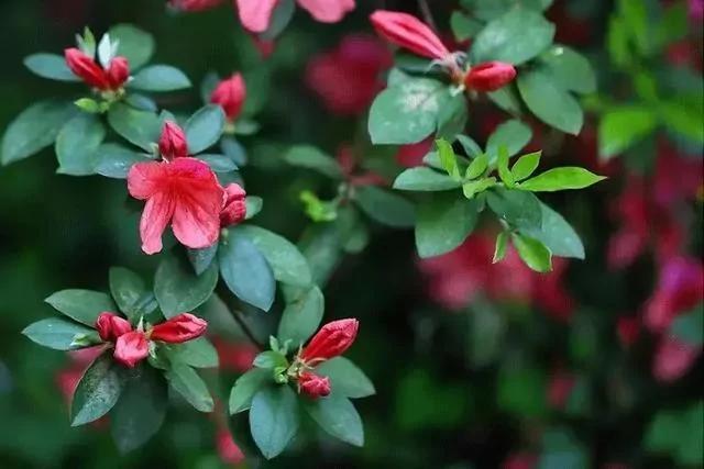 世上有一種花鳥知己，叫杜鵑 圖集