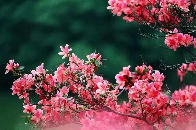 世上有一種花鳥知己，叫杜鵑 圖集