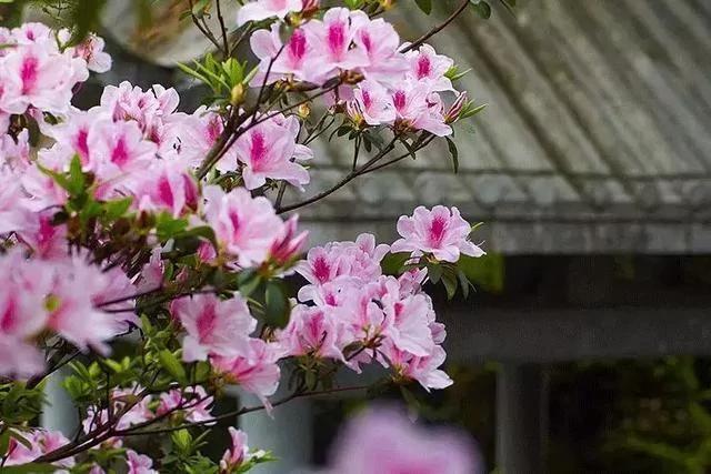 世上有一種花鳥知己，叫杜鵑 圖集