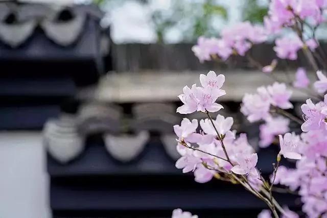 世上有一種花鳥知己，叫杜鵑 圖集