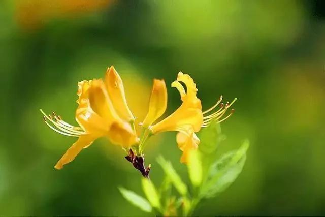世上有一種花鳥知己，叫杜鵑 圖集