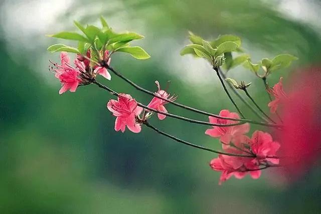 世上有一種花鳥知己，叫杜鵑 圖集