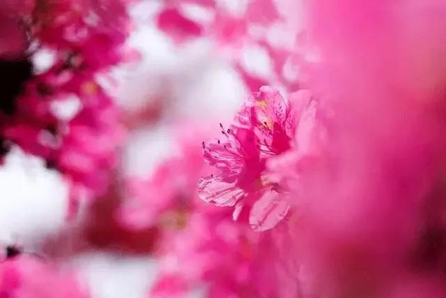 世上有一種花鳥知己，叫杜鵑 圖集