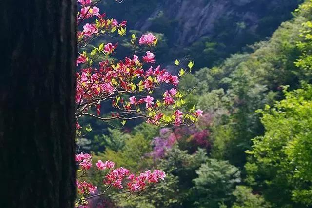 世上有一種花鳥知己，叫杜鵑 圖集